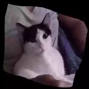 lost male cat domino
