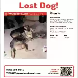 lost female dog gracie