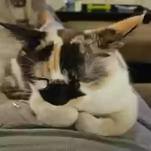 lost female cat ruby 