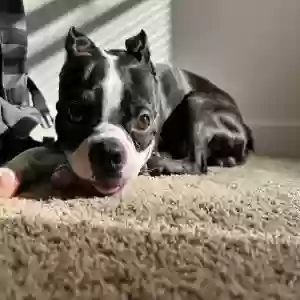 lost male dog peanut