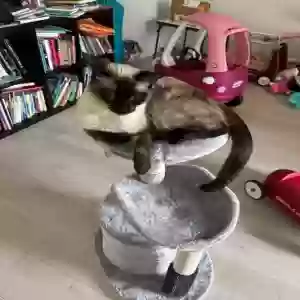 lost male cat simon