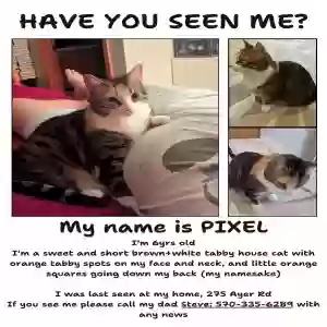 lost female cat pixel
