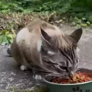 found unknown cat harlequin h.