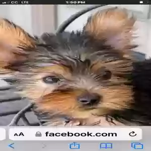 lost female dog roxy king buys