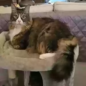 lost male cat murphy