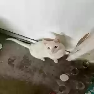 lost female cat pearl