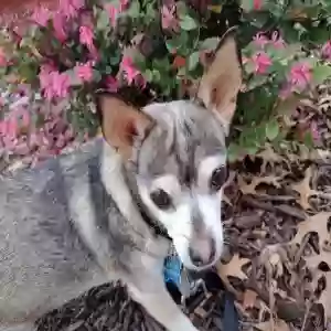 lost male dog weasel