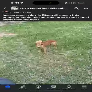 lost male dog unknown