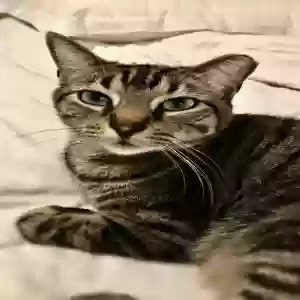 lost male cat kleio