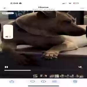 lost male dog lucky