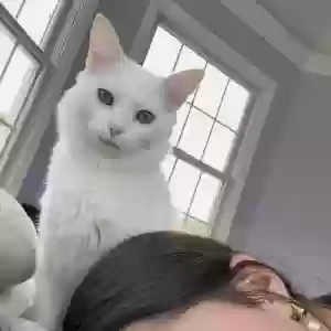 lost female cat daisy