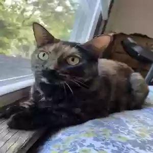 lost female cat miso but responds to chunky or beanie