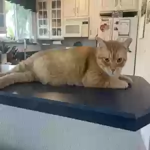 lost male cat goose