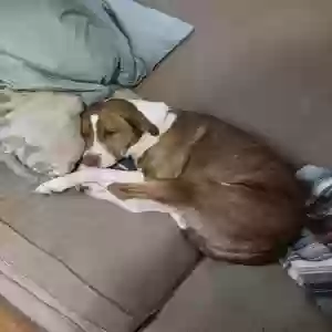 lost female dog unknown