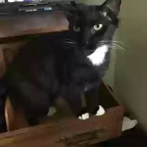 lost male cat boots