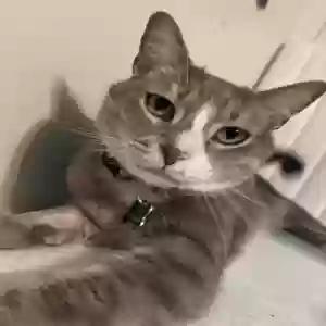 lost male cat milo