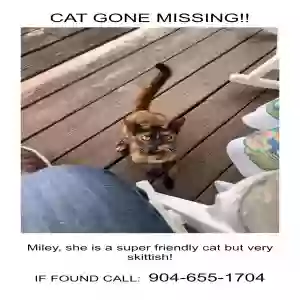 lost female cat miley