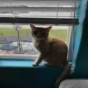 lost male cat milo