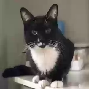 lost male cat abel