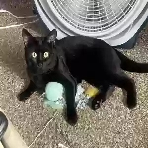 lost male cat buddy