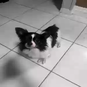 lost male dog ziggy