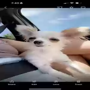 lost female dog fifi