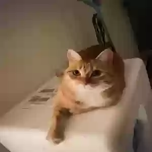 lost female cat chiquis