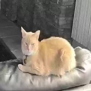 lost male cat simba