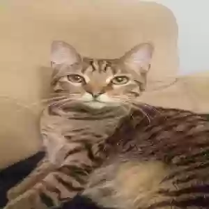 lost male cat unknown