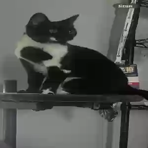 lost female cat lilly