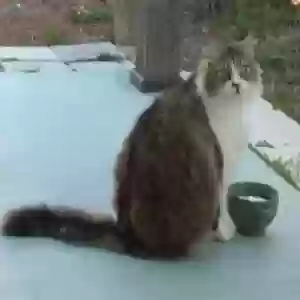 lost male cat fluff