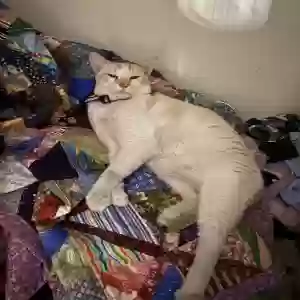 lost male cat french fry