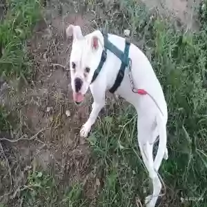 lost female dog sugar