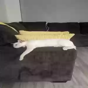 lost female cat luna