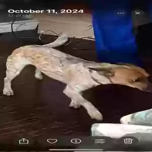 lost female dog canela
