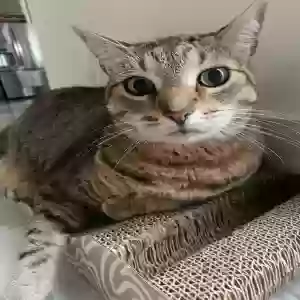 lost female cat star
