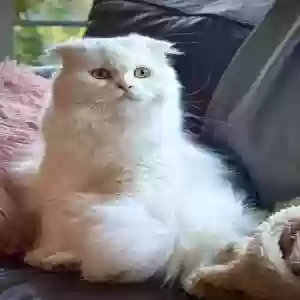 lost female cat pearl