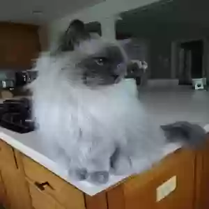lost female cat ginny