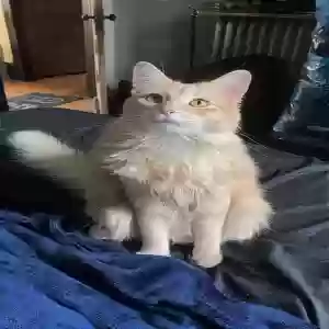 lost male cat ziggy stardust