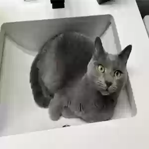 lost male cat indigo (indy)