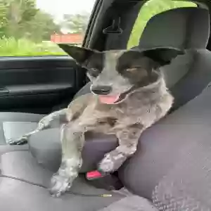 lost male dog little bit