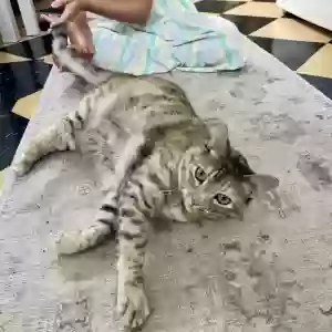 lost female cat sesame