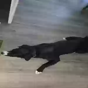lost male dog buck