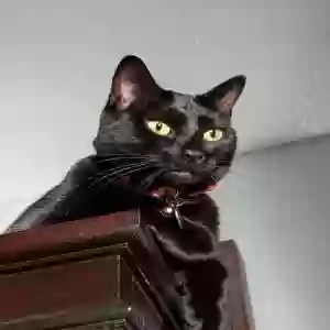 lost male cat ripley