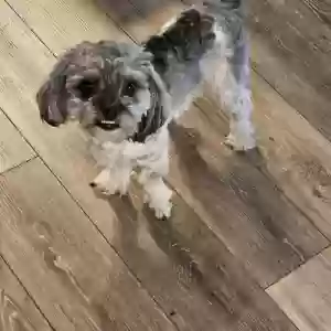 lost male dog marshall