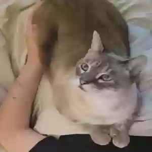 lost male cat bing bing