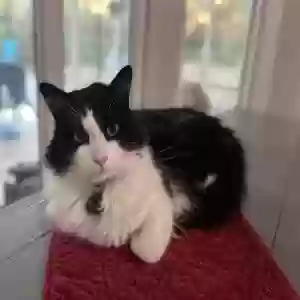 lost female cat olivia