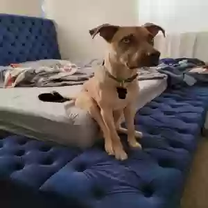 lost male dog axel