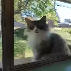 lost female cat blossom