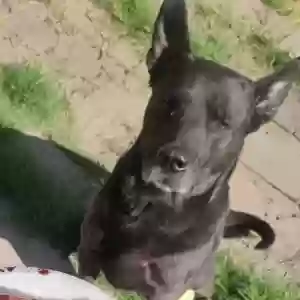 lost male dog pepito